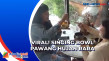 Viral! Singing Bowl...