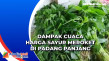Dampak Cuaca Harga Sayur...