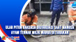 Ular Piton Raksasa Dievakuasi...