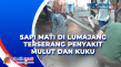 Sapi Mati di Lumajang...