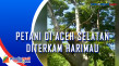 Petani di Aceh Selatan...
