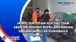 Miris, Ratusan Kucing...