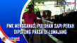 PMK Mengganas, Puluhan...