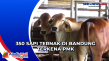 350 Sapi Ternak di Bandung...