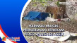 Harimau Masuk Perkebunan...