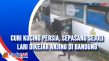 Curi Kucing Persia,...