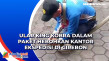 Ular King Kobra Dalam...