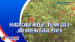 Harga Cabai Melejit,...