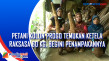 Petani Kulon Progo Temukan...