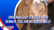 Unik, Anak Sapi di Blora...