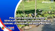 Puluhan Bangkai Kambing...