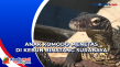 Anak Komodo Menetas...