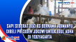 Sapi Seberat 850 Kg...