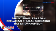 Sapi Kurban Lepas dan...
