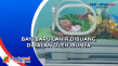 Bayi Baru Lahir Dibuang...