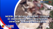 Ngeri, Belasan Kambing...