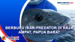 Berburu Ikan Predator...