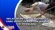 Inilah Ayam Jago Tanpa...
