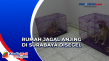 Rumah Jagal Anjing di...