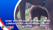 Hore! Seekor Gajah di...