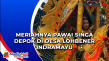 Meriahnya Pawai Singa...