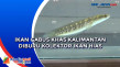 Ikan Gabus Khas Kalimantan...