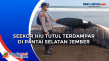 Seekor Hiu Tutul Terdampar...