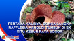 Pertama Kalinya, Bunga...