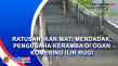 Ratusan Ikan Mati Mendadak,...