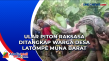 Ular Piton Raksasa Ditangkap...
