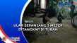 Ular Sepanjang 3 Meter...
