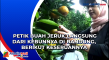 Petik Buah Jeruk Langsung...