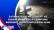 Jutaan Ikan Melompat...