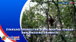 Evakuasi Orangutan di...
