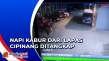 Polsek Cibinong Tangkap...
