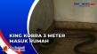 King Kobra 3 Meter Masuk...
