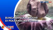 Bunga Bangkai Muncul...