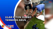Ngeri, Ular Piton Jumbo...