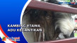 Ratusan Kambing Etawa...