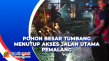Pohon Besar di Bantarbolang...