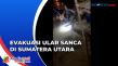 Ular Sanca Sepanjang...