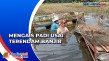 Banjir Rendam Sawah,...