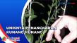 Unik! Inilah Penangkaran...
