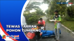Tabrak Pohon Tumbang,...