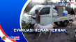 Evakuasi Hewan Ternak,...