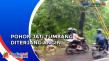 Pohon Jati Tumbang Diterjang...