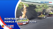 Ratusan Bonsai Ikuti...