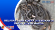 Belasan Kobra dan Puluhan...