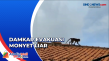 Petugas Damkar Evakuasi...