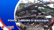 Pohon Tumbang di Makassar,...